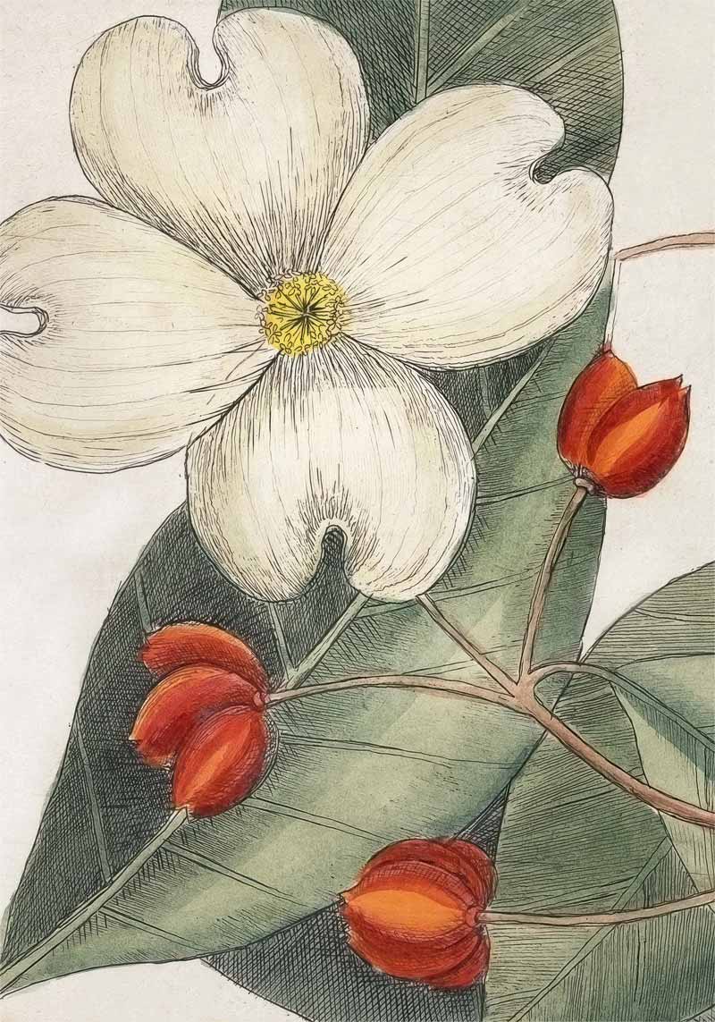"Magnolia flower", картина.