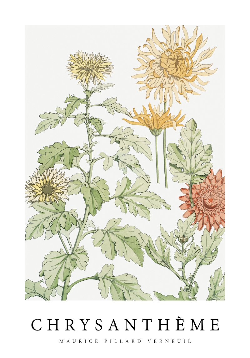 CHRYSANTHEME